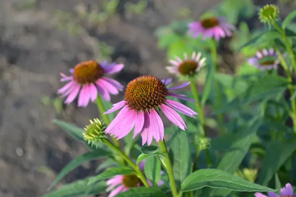 Zelené Listy Keře Zahradničení Domácí Zahrada Postel Echinacea Květina Echinacea — Stock fotografie