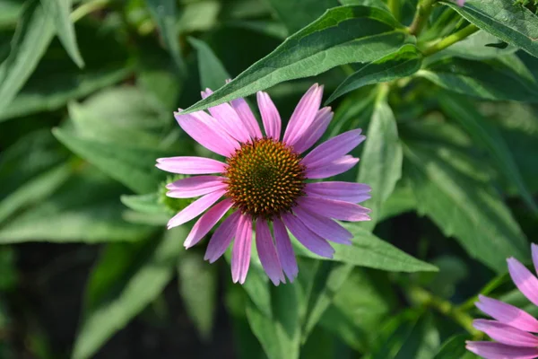 Gardening. Home garden, flower bed. Echinacea flower. Echinacea purpurea. A perennial plant of the Asteraceae family. Curative flowering plant. Purple flowers