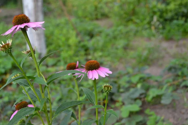 Domowy Ogród Kwietnik Domu Kwiat Jeżówki Echinacea Purpurea Zielone Liście — Zdjęcie stockowe
