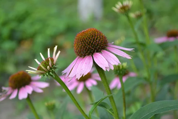 Home garden. Echinacea flower. Echinacea purpurea. Green leaves, bushes. Gardening. Perennial plant of the Asteraceae family. Curative flowering plant. Purple flowers