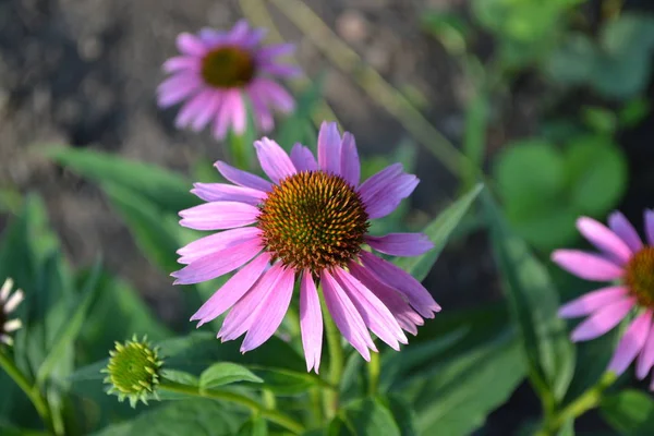 Ogrodnictwo Domowy Ogród Kwietnik Zielone Liście Krzaki Kwiat Jeżówki Echinacea — Zdjęcie stockowe