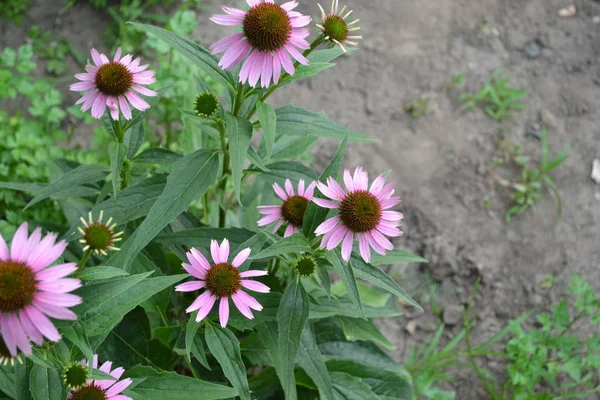 Ogrodnictwo Domowy Ogród Kwietnik Dom Pole Kwiat Jeżówki Echinacea Purpurea — Zdjęcie stockowe