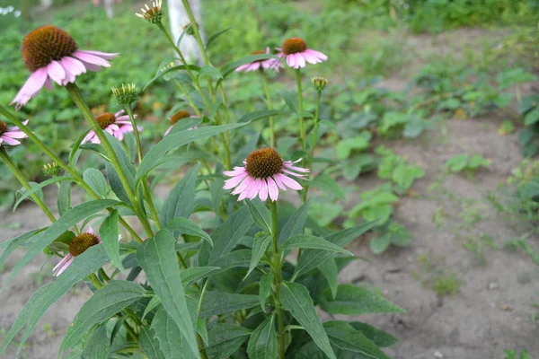 키노아 꽃이야 알아서 아스터 Asteraceae 식물이다 자주색 — 스톡 사진