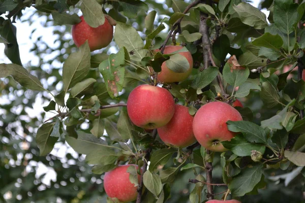 Apfel Hausgarten Fruchtbare Bäume Gartenarbeit Saftige Früchte Lecker — Stockfoto