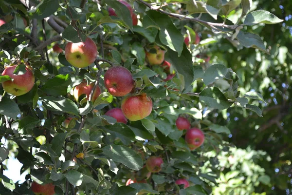 Elma Bahçesi Meyveli Ağaçlar Bahçıvanlık Sulu Sağlıklı Meyve Lezzetli Sağlıklı — Stok fotoğraf