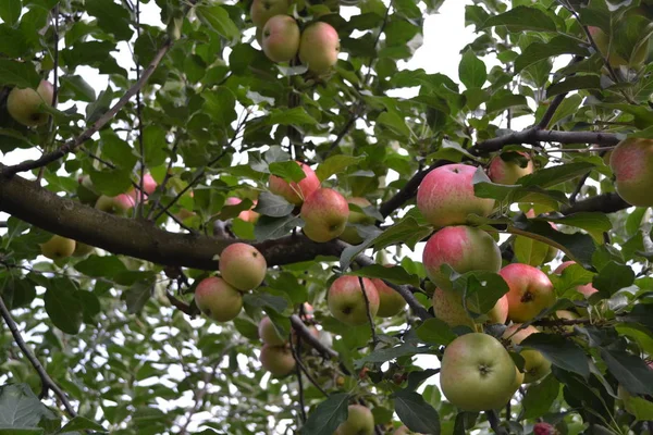 アップル 実を結ぶ木 緑の葉 大きな枝 ガーデニング ジューシーな健康的な果物 おいしさ — ストック写真