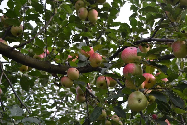 Jabłko Dom Pole Farma Wioska Owocowe Drzewa Zielone Liście Duże — Zdjęcie stockowe