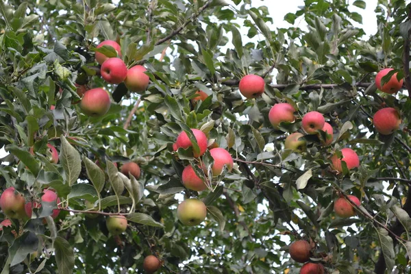 Apfel Naturprodukte Hausgarten Haus Feld Bauernhof Dorf Fruchtbare Bäume Grüne — Stockfoto