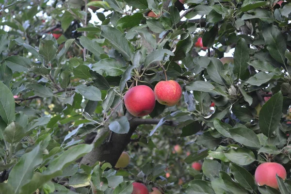 Alma Természetes Termékek Házikert Ház Mező Farm Falu Gyümölcsös Fák — Stock Fotó