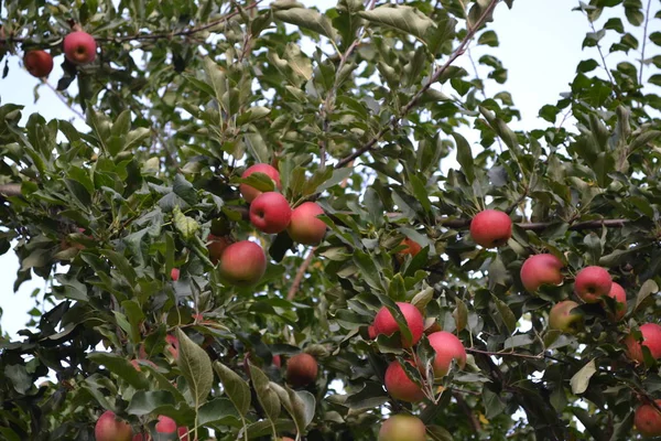 Apple. Natural products. Home garden. House, field, farm, village. Fruitful trees, green leaves, large branches. Gardening. Juicy healthy fruit. Tasty, healthy