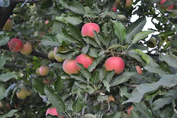 Alma Természetes Termékek Házikert Ház Mező Farm Falu Gyümölcsös Fák — Stock Fotó