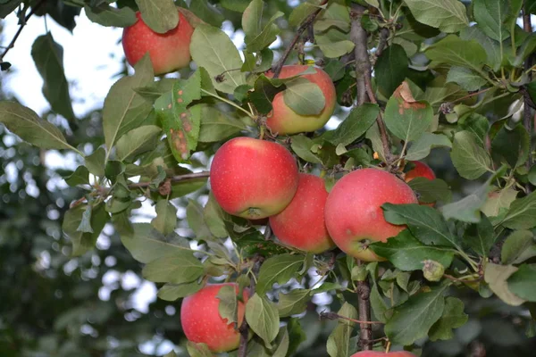 Manzana Productos Naturales Jardín Casero Casa Campo Granja Pueblo Árboles — Foto de Stock