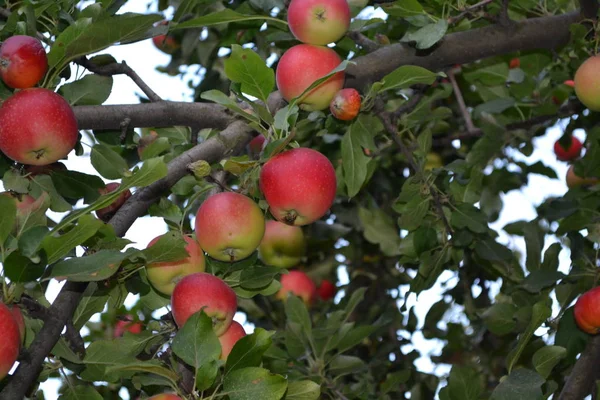 Apfel Naturprodukte Hausgarten Haus Feld Bauernhof Dorf Fruchtbare Bäume Grüne — Stockfoto