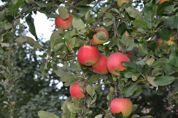 Alma Természetes Termékek Házikert Ház Mező Farm Gyümölcsös Fák Zöld — Stock Fotó