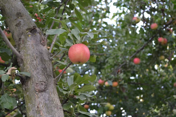 Elma Doğal Ürünler Yapımı Bahçesi Tarla Çiftlik Köy Meyveli Ağaçlar — Stok fotoğraf