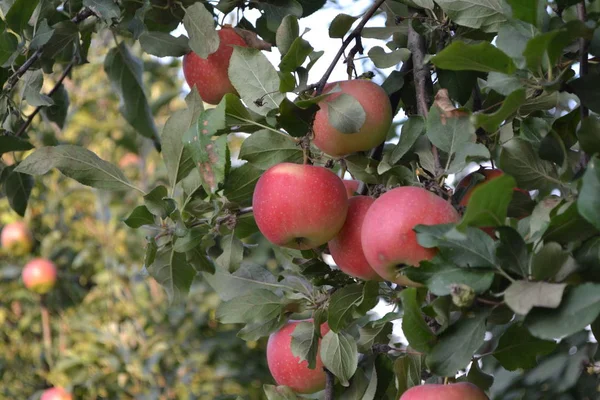 Manzana Productos Naturales Hecho Casa Jardín Casero Casa Campo Granja — Foto de Stock