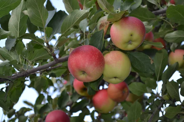 Apfel Naturprodukte Hausgemacht Hausgarten Haus Feld Bauernhof Dorf Fruchtbare Bäume — Stockfoto