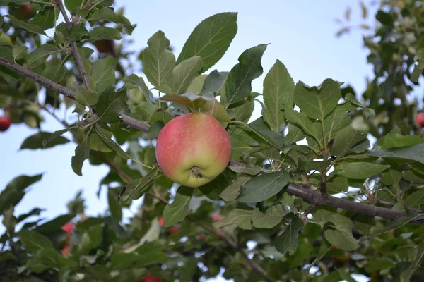 Apfel Naturprodukte Hausgemacht Hausgarten Haus Feld Bauernhof Dorf Fruchtbare Bäume — Stockfoto