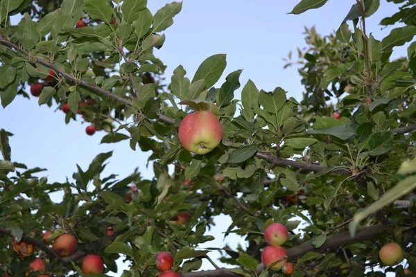 Apfel Naturprodukte Hausgemacht Hausgarten Haus Feld Bauernhof Dorf Fruchtbare Bäume — Stockfoto