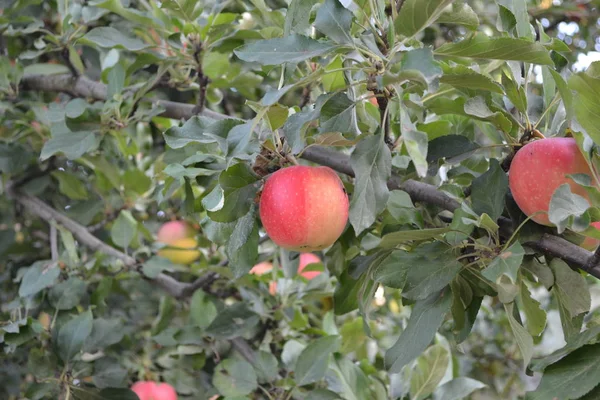 Elma Doğal Ürünler Yapımı Bahçesi Tarla Çiftlik Köy Meyveli Ağaçlar — Stok fotoğraf
