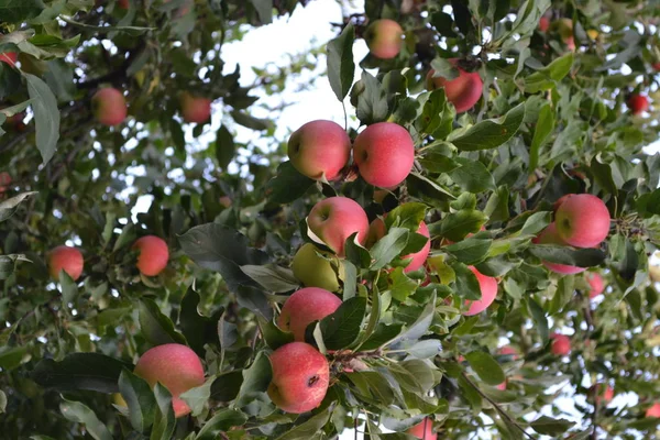 Apfel Naturprodukte Hausgemacht Hausgarten Haus Feld Bauernhof Dorf Fruchtbar — Stockfoto