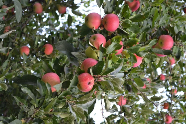 Apfel Naturprodukte Hausgemacht Hausgarten Haus Feld Hof Fruchtbar — Stockfoto