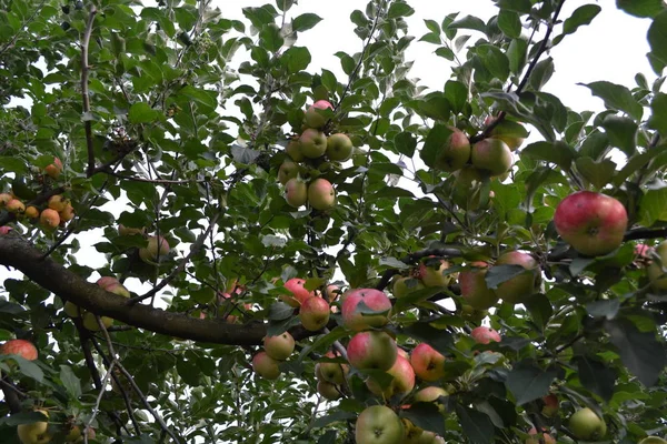 Apfel Naturprodukte Haus Feld Bauernhof Dorf Fruchtbare Bäume Grüne Blätter — Stockfoto