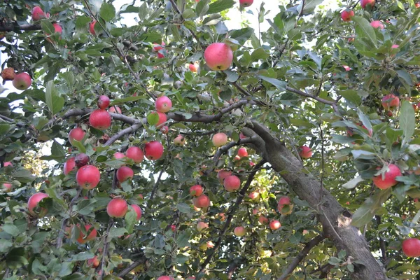 Apple. Natural products. House, field, farm, village. Fruitful trees, green leaves, large branches. Gardening. Juicy healthy fruit. Tasty and healthy