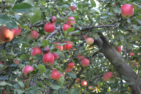 Apfel Natürlich Hausgarten Fruchtbare Bäume Grüne Blätter Große Äste Gartenarbeit — Stockfoto