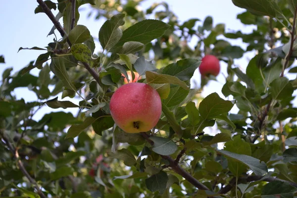 자연스러워요 열매맺는 가지들 건강에 과일이야 맛있고 건강하다 — 스톡 사진