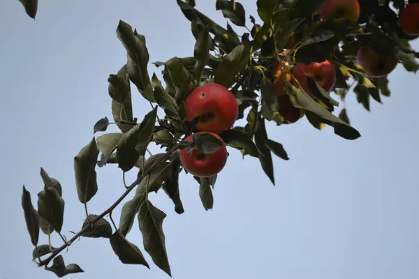 Elma Çok Doğal Bahçesi Tarla Çiftlik Köy Meyveli Ağaçlar Yeşil — Stok fotoğraf