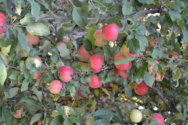 Apple. Natural. Home garden. House, field, farm, village. Fruitful trees, green leaves, large branches. Gardening. Juicy healthy fruit. Tasty