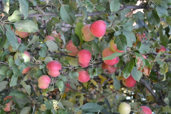 アップル 自然だホームガーデン 実を結ぶ木 緑の葉 大きな枝 ガーデニング ジューシーな健康的な果物 — ストック写真