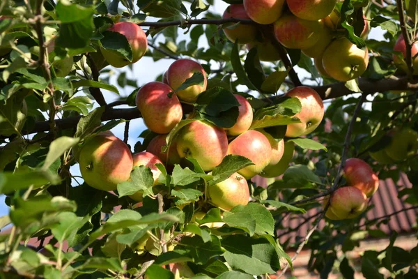 Apple Garden Fruitful Trees Green Leaves Large Branches — 스톡 사진