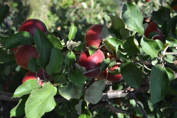 Apple Gardening Home Garden Fruitful Tree Juicy Fruit Tasty — 스톡 사진