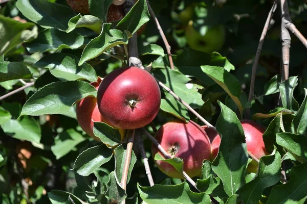 Jabłko Ogrodnictwo Domowy Ogród Owocowe Drzewa Zielone Liście Duże Gałęzie — Zdjęcie stockowe