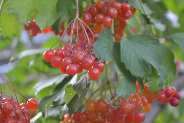 Bayas Rojas Jardín Macizo Flores Viburnum Género Plantas Con Flores —  Fotos de Stock