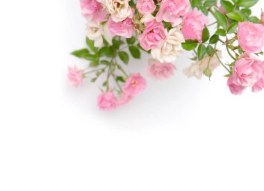 Güzel Gül Sevgililer günü için beyaz bir arka plan üzerinde. Ve hediye kartları, tasarlamak için kullanılan sanat.