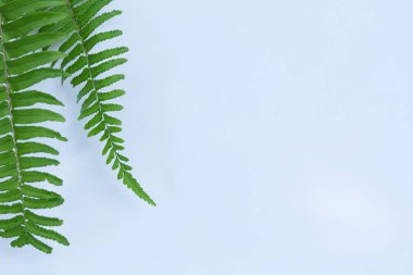 Çiçek ve yaprak kağıt kartı Not ile yapılmış yaratıcı düzeni. Düz yatıyordu. Doğa kavramı, yaprak yeşil arka plan