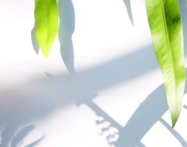 Çiçek ve yaprak kağıt kartı Not ile yapılmış yaratıcı düzeni. Düz yatıyordu. Doğa kavramı, yaprak yeşil arka plan