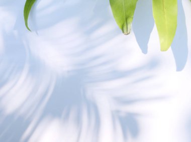 Çiçek ve yaprak kağıt kartı Not ile yapılmış yaratıcı düzeni. Düz yatıyordu. Doğa kavramı, yaprak yeşil arka plan