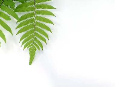 Çiçek ve yaprak kağıt kartı Not ile yapılmış yaratıcı düzeni. Düz yatıyordu. Doğa kavramı, yaprak yeşil arka plan