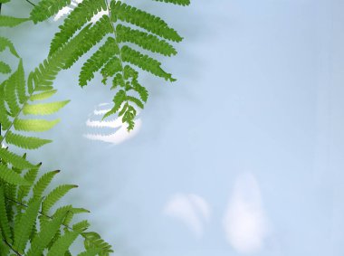 Çiçek ve yaprak kağıt kartı Not ile yapılmış yaratıcı düzeni. Düz yatıyordu. Doğa kavramı, yaprak yeşil arka plan