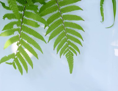 Çiçek ve yaprak kağıt kartı Not ile yapılmış yaratıcı düzeni. Düz yatıyordu. Doğa kavramı, yaprak yeşil arka plan