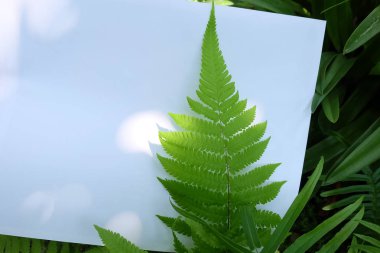 Çiçek ve yaprak kağıt kartı Not ile yapılmış yaratıcı düzeni. Düz yatıyordu. Doğa kavramı, yaprak yeşil arka plan