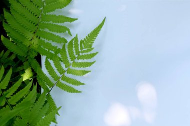 Çiçek ve yaprak kağıt kartı Not ile yapılmış yaratıcı düzeni. Düz yatıyordu. Doğa kavramı, yaprak yeşil arka plan