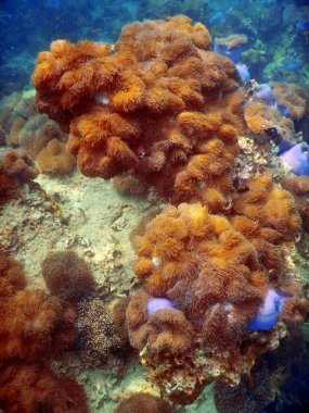 Sualtı mercan kayalığı manzara arka planda derin mavi ocea