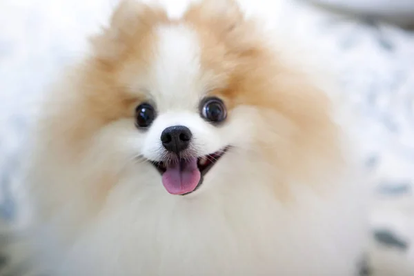 Rosto feliz e engraçado de cão pomerano com fundo embaçado . — Fotografia de Stock