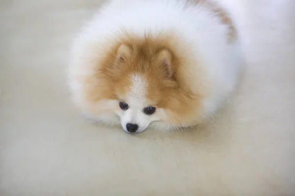 Rosto feliz e engraçado de cão pomerano com fundo embaçado . — Fotografia de Stock