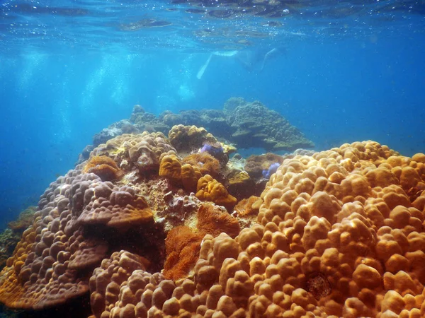 Underwater korallrev landskap bakgrund i den djupblå ocea — Stockfoto